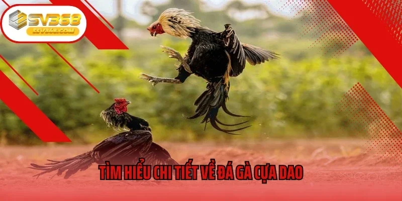 Tìm hiểu chi tiết về đá gà cựa dao