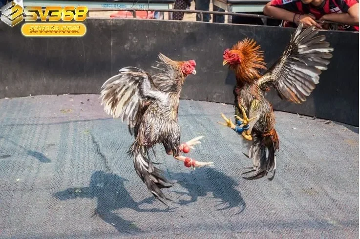 Những Lưu Ý Khi Tham Gia Đá Gà Thomo Sv368