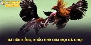 Bí Quyết Lựa Chiến Kê Đỉnh Cao